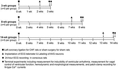 Correlation of Ventricular Arrhythmogenesis with Neuronal Remodeling of Cardiac Postganglionic Parasympathetic Neurons in the Late Stage of Heart Failure after Myocardial Infarction